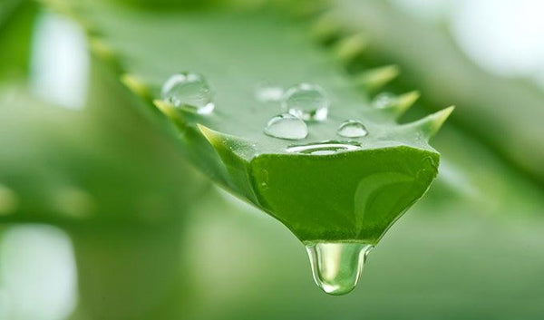 10 Benefits of Aloe Vera and Why It’s in So Many Yon-Ka Products